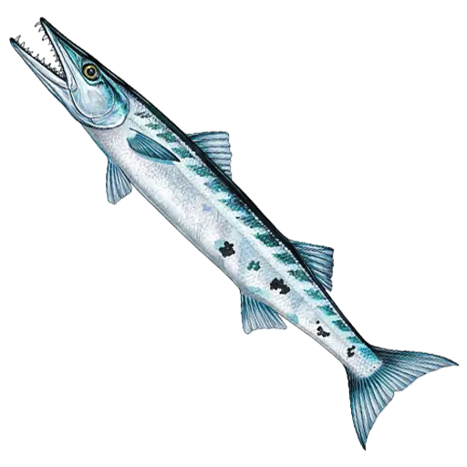 Barracuda