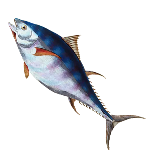 tuna